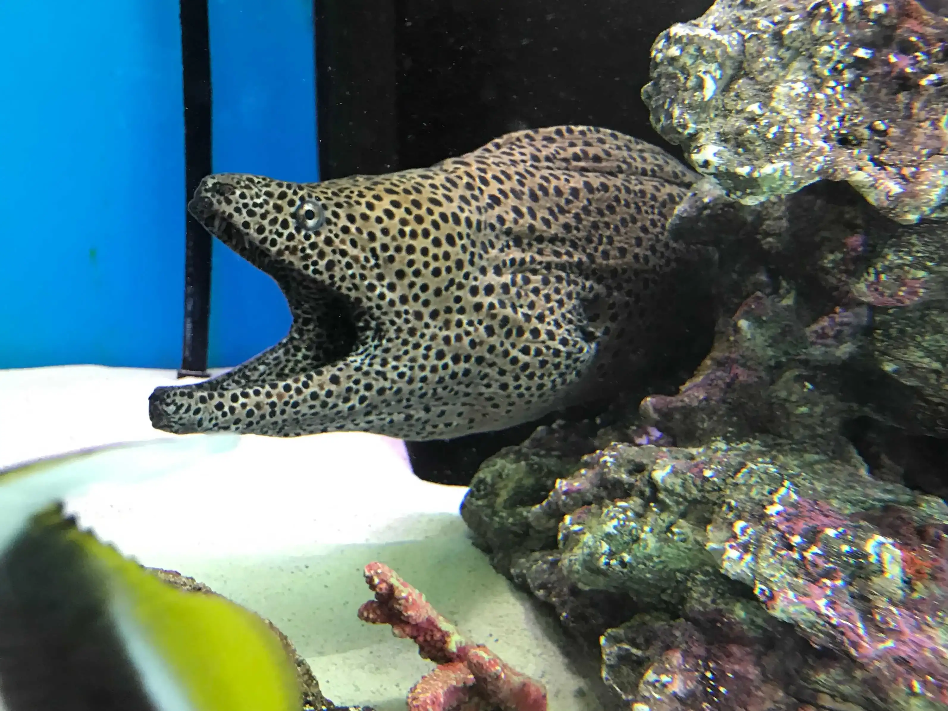 西友吉祥寺店にオープンした「ドン・キホーテ」コスメ、日用品、お菓子が驚きの充実ぶり 吉祥寺ファンページ