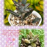 Yahoo!オークション -「ロウルサンコ」の落札相場・落札価格