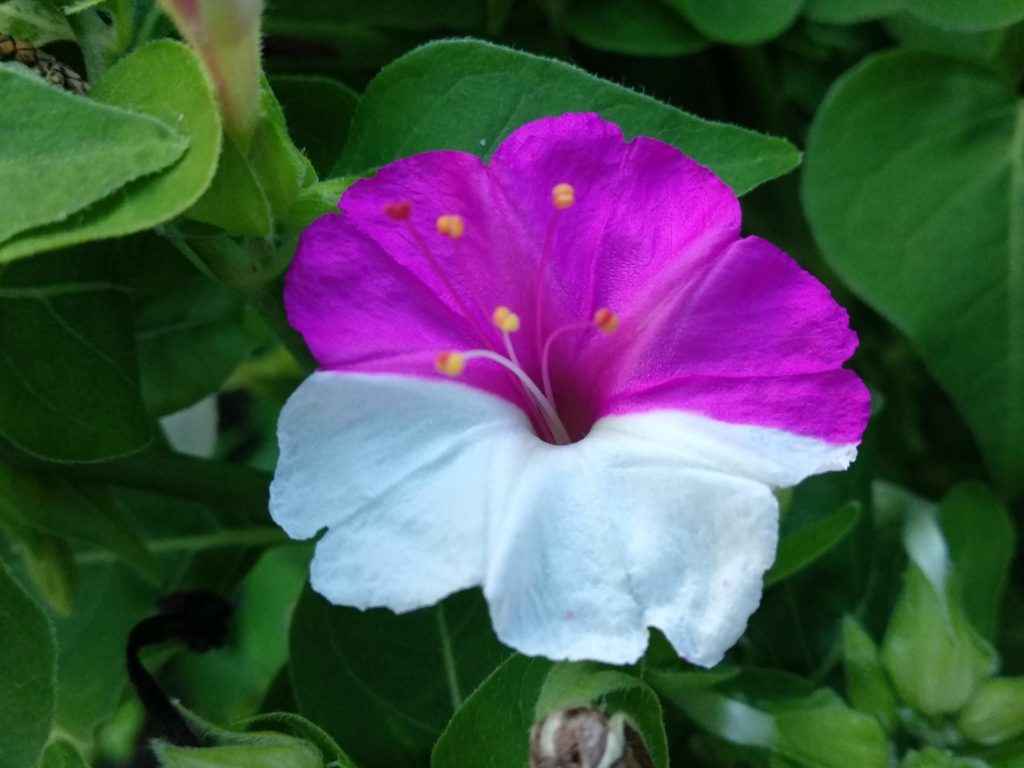 海外展開支援レポート：TOKYO × INDONESIA JAKARTA マッチング商談会 in TokyoレポートTokyoSMEサポートセンター：東京都中小企業振興公社 販路・海外展開支援課