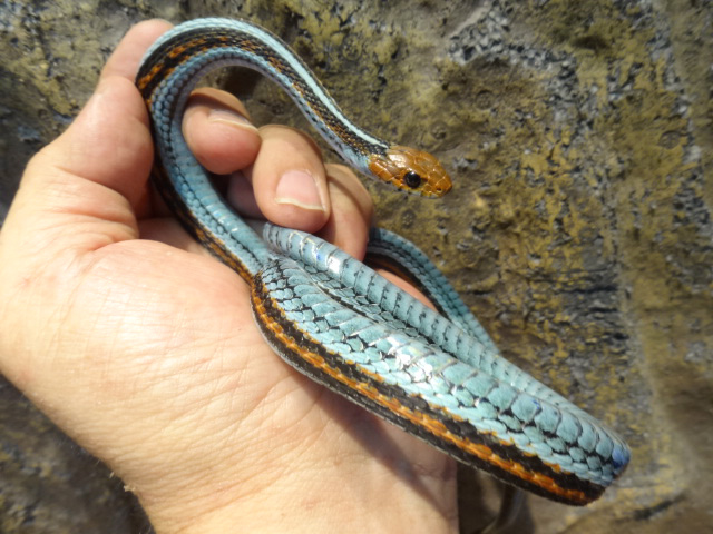 サンフランシスコガータースネークペットレーダ