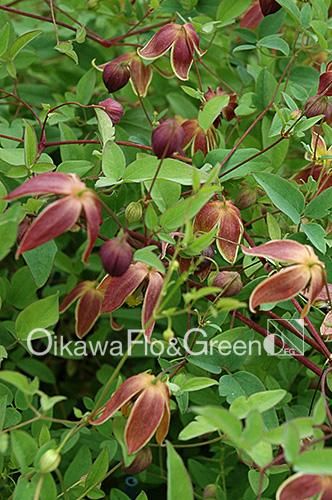 キル フェ ボン食品＆スイーツ東京ソラマチ