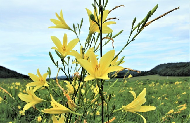 蛆 ウジ 」の意味や使い方 わかりやすく解説 Weblio辞書