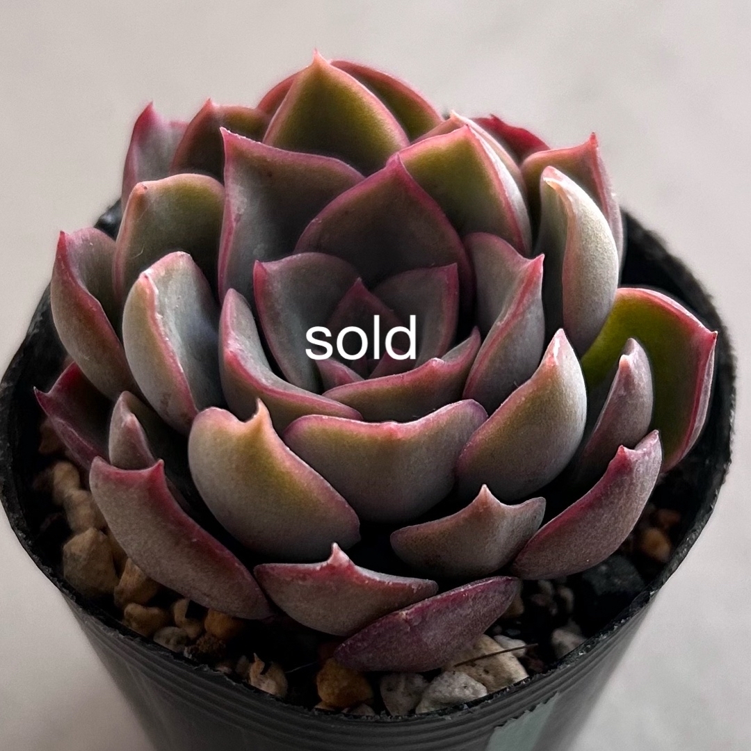 no.509 毒りんご ロウルサンコさん苗 抜き苗 多肉の通販 by ばんぶー's shopラクマ