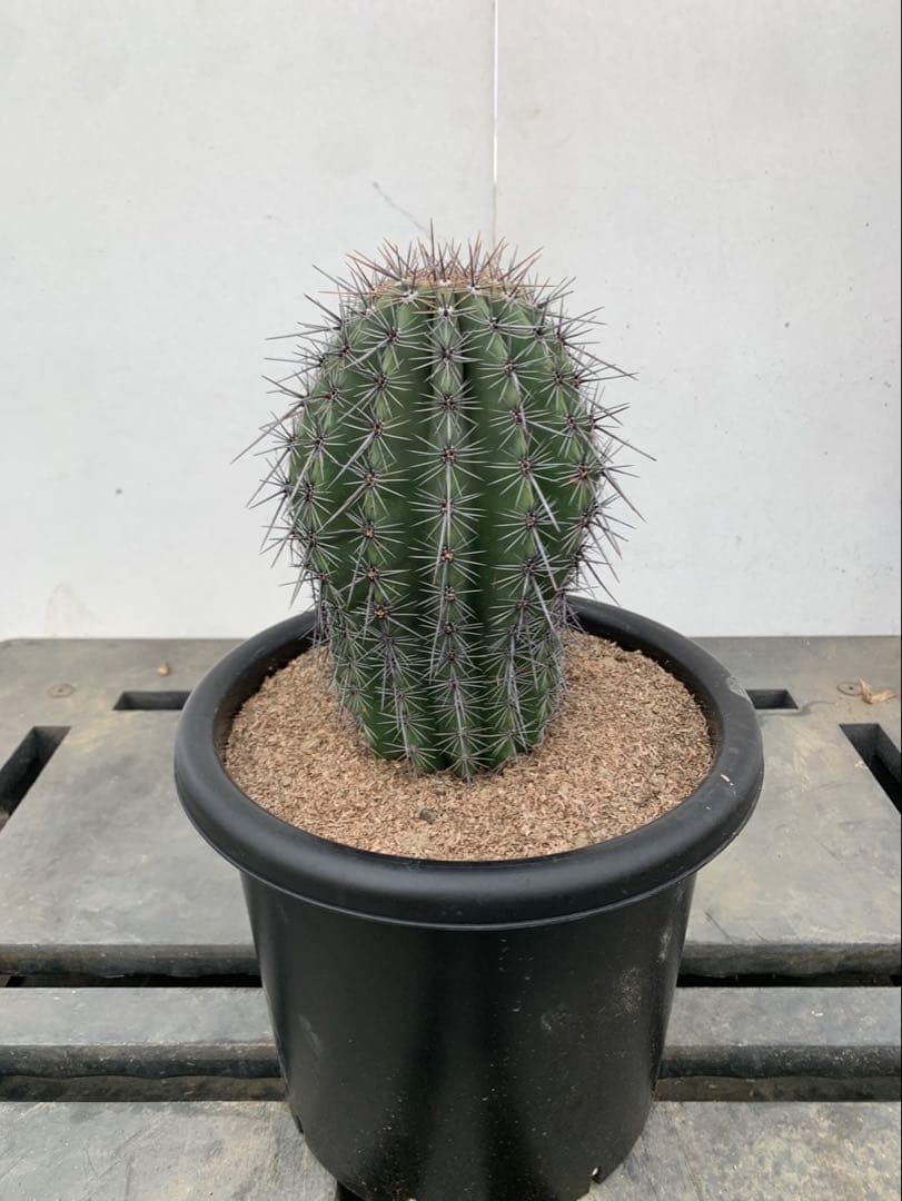 弁慶柱 サボテン 武倫柱