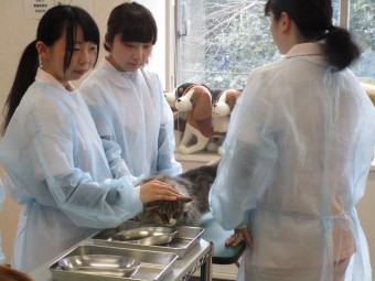 SEKIRO セキロ 感想プレイ日記33「人返り」 - ゲームプレイ日記