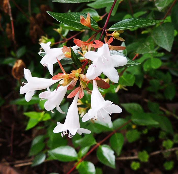 ベネエズラツルハシ mp3