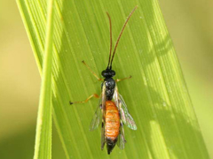 報道ランナー☆ポチパパ紹介松村和子オフィシャルブログ「明日元気にな～れ」Powered by Ameba