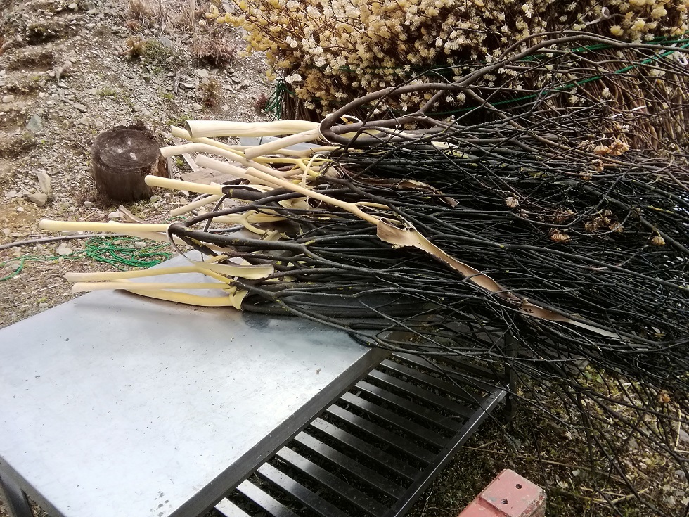 新紙幣原料はネパール産 樹木「ミツマタ」、地震復興にも寄与：ニュース：中日BIZナビ