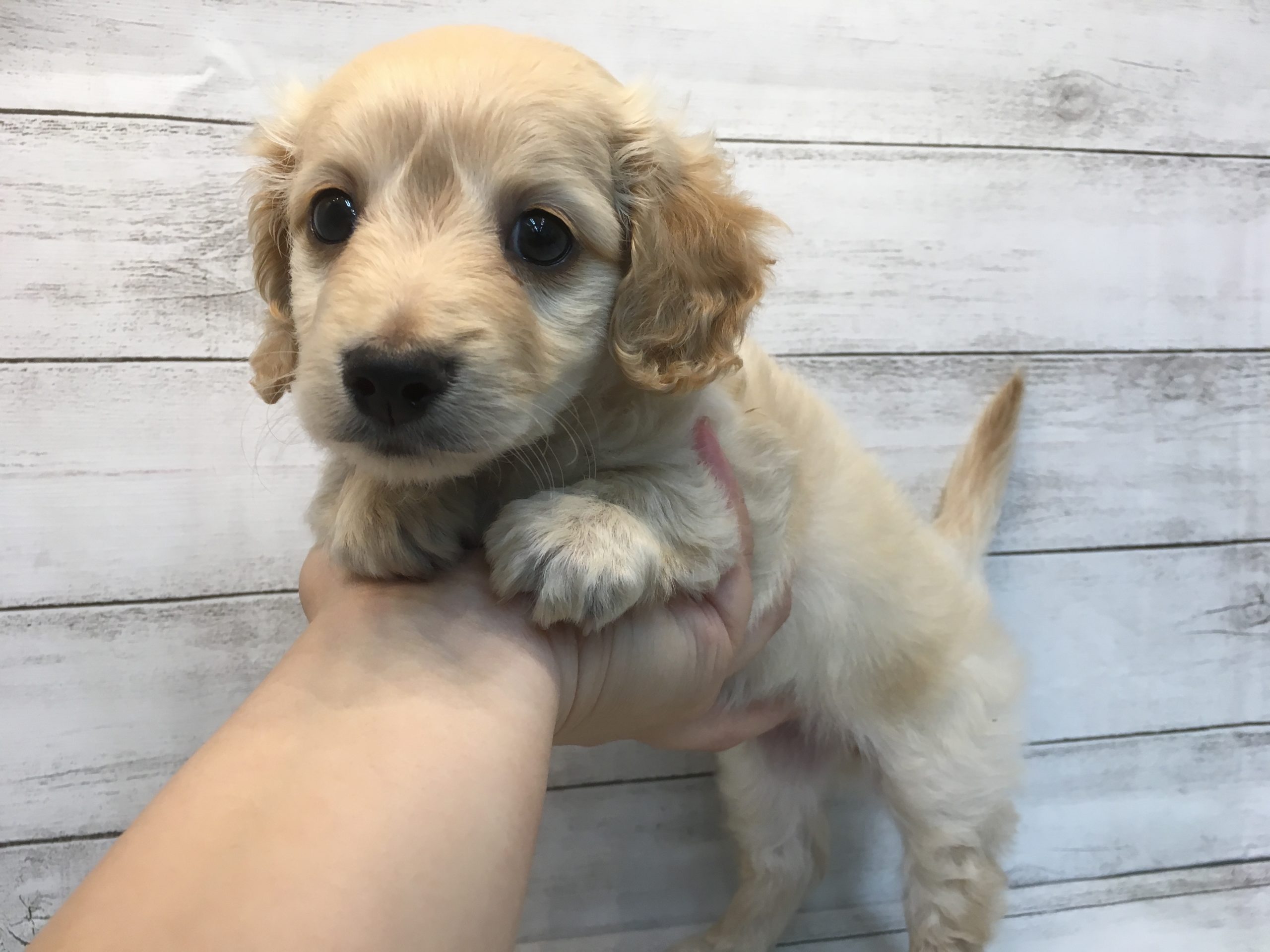 マルチーズの子犬の迎え入れにかかる値段は？里親？ブリーダー？petandco株式会社