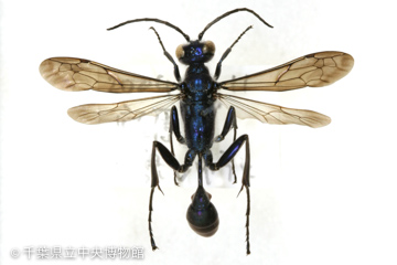 一咲くんの報告のつもりが一心くんへの想い保護犬達の楽園 Animal Rescue Nursing