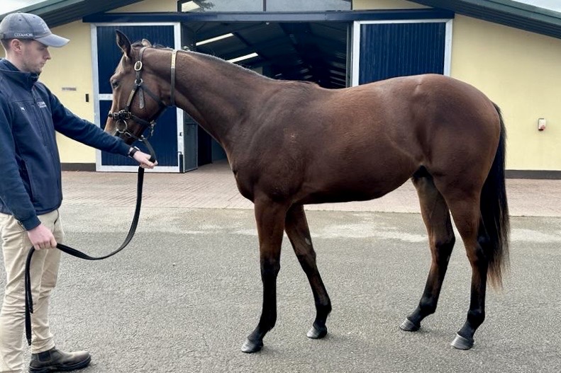 Kieffer Moore - スタッツ 25 26Transfermarkt