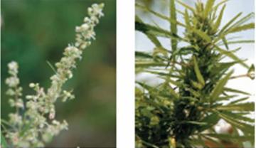 このような大麻・けしを見つけたら連絡を - 埼玉県