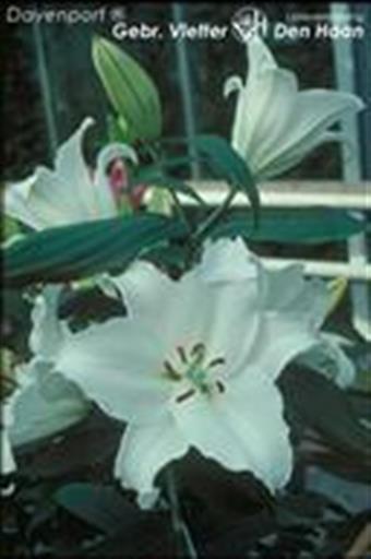 Lindsay Davenport - EcuRed