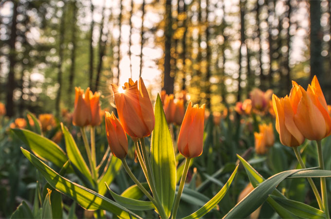 free」だけじゃない！「無料」を意味する英語８選。例文付きで解説 Kimini英会話