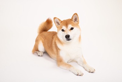 プロ解説 犬がフセをする意外な意味とは ？理由を知って正しく対処しよう！犬のしつけ教室なら 東京DOGS 褒める犬のしつけトレーニング