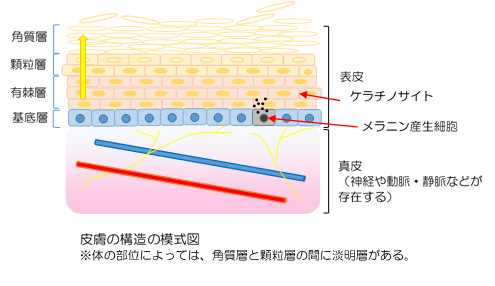 01 お肌の構造を理解するすずらん